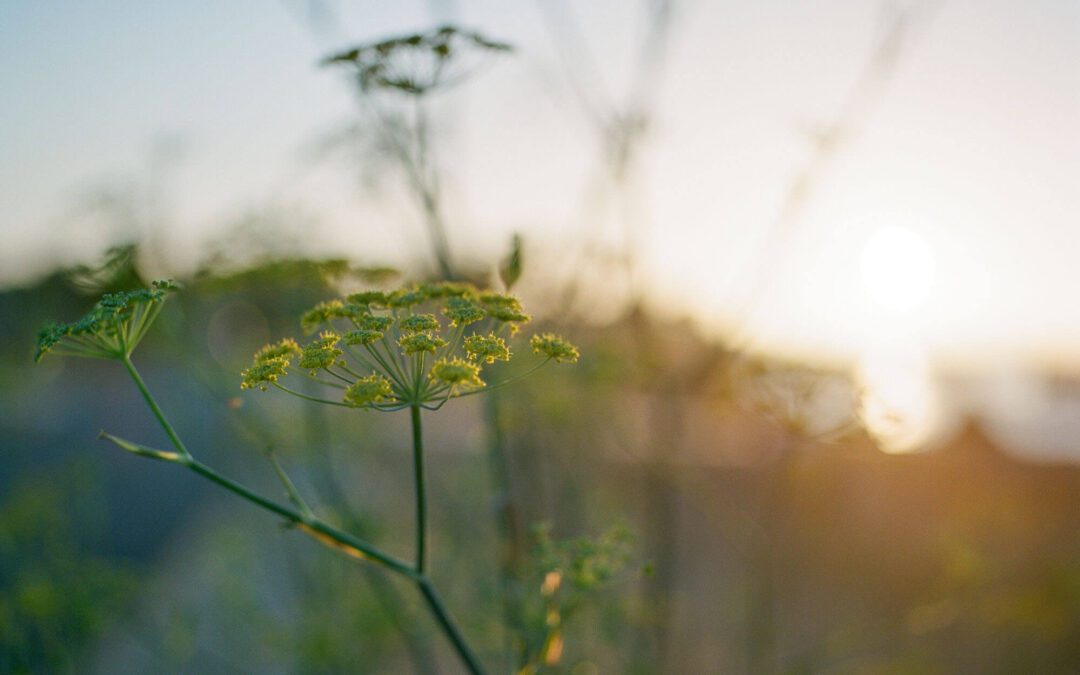 De waarheid over je gedachten (en waarom ze niet altijd kloppen)